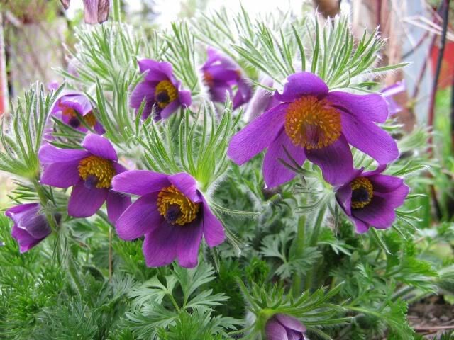 25 VIOLET ANEMONE Pulsatilla Vulgaris Purple PASQUE Flower Seeds
