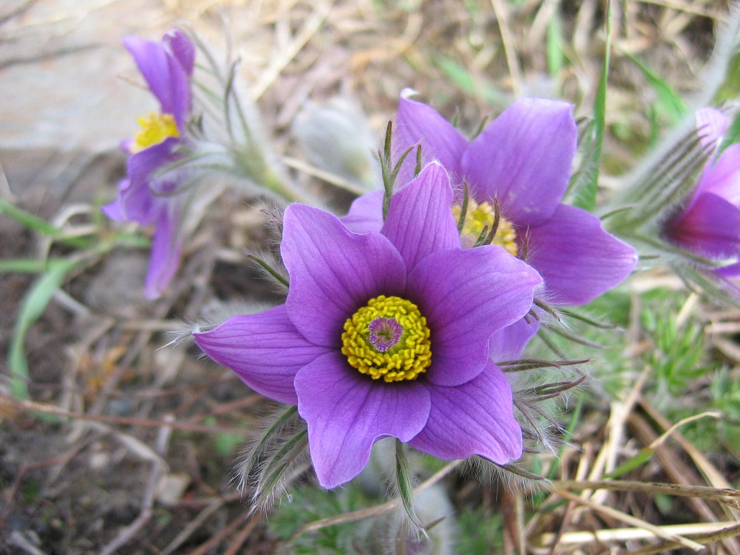 25 VIOLET ANEMONE Pulsatilla Vulgaris Purple PASQUE Flower Seeds