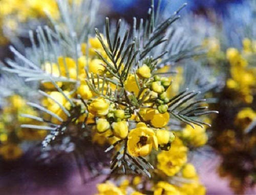 50 Yellow FEATHERY CASSIA Green Senna Artemisioides Seeds