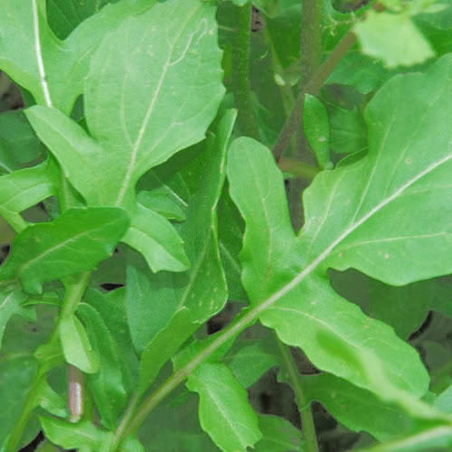 2000 ROQUETTE ARUGULA aka Rocket / Rucola / Rugula - Eruca Vesicaria Sativa Herb Vegetable Seeds