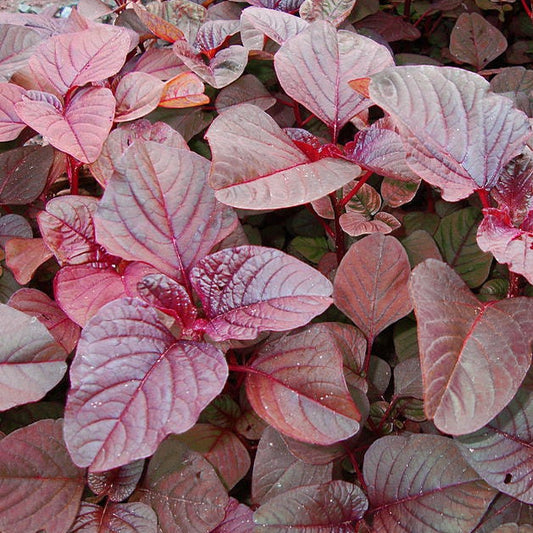 500 RED GARNET AMARANTH Amaranthus Tricolor Vegetable Flower Seeds