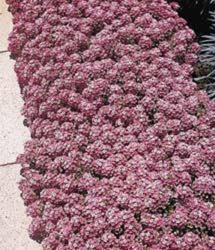 500 Sweet ALYSSUM PASTEL CARPET Mix Lobularia Maritima Flower Seeds
