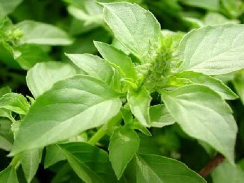 250 Green Tulsi HOLY BASIL Ocimum Sanctum Tenuiflorum Herb Flower Seeds