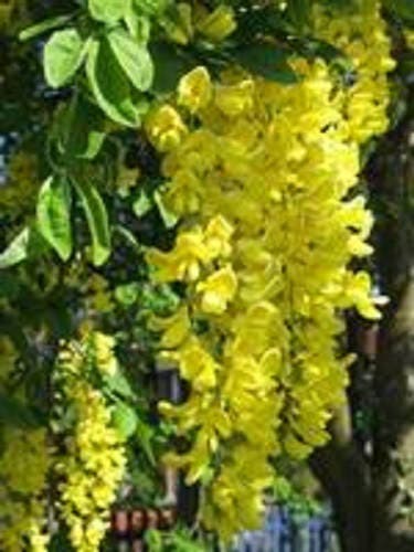 10 GOLDEN CHAIN TREE Goldenchain Laburnum Anagyroides Yellow Flower Seeds