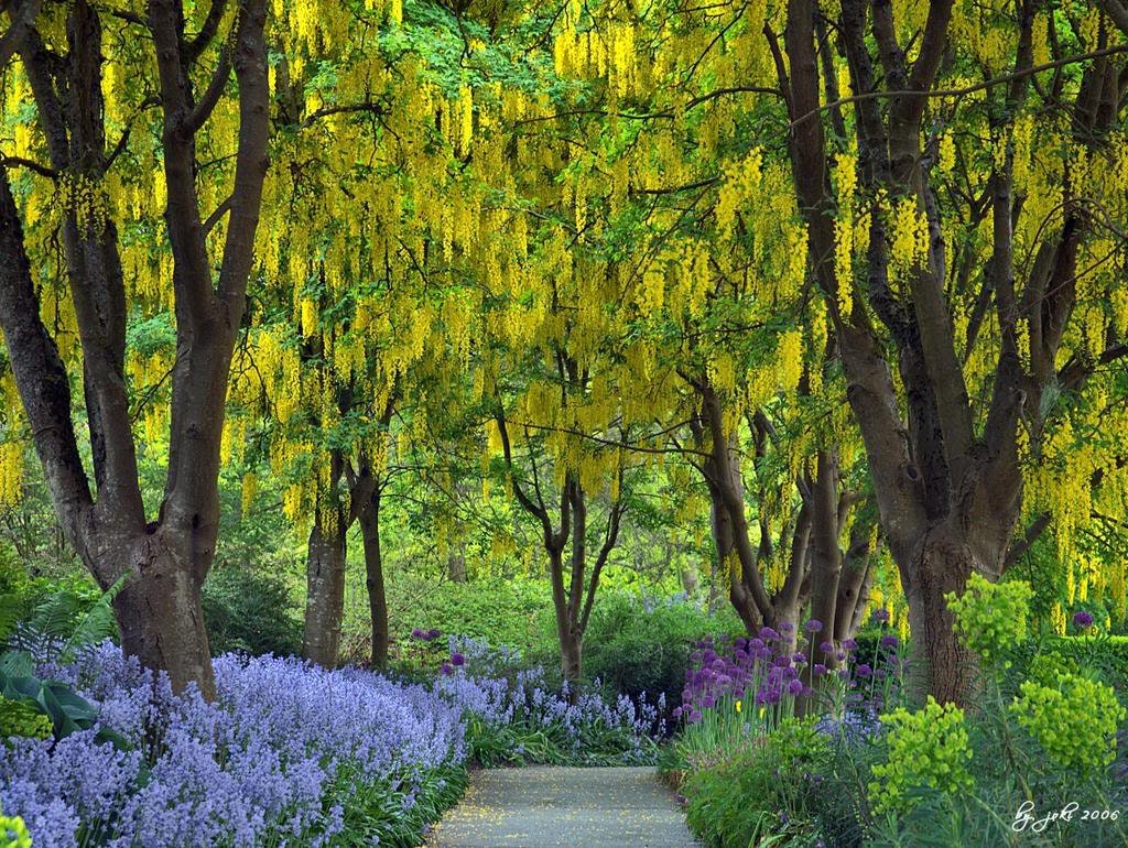 10 GOLDEN CHAIN TREE Goldenchain Laburnum Anagyroides Yellow Flower Seeds