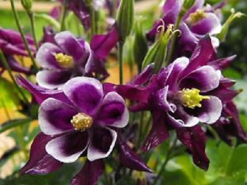 100 DWARF COLUMBINE MIX Aquilegia Vulgaris Mixed Colors Flower Seeds