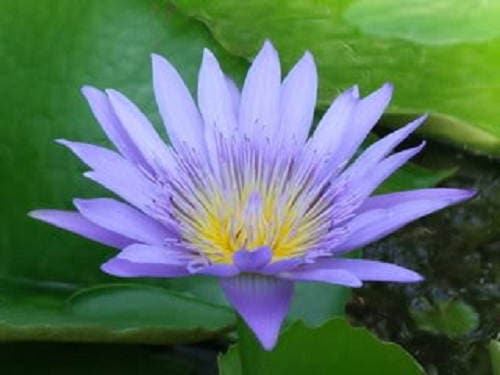 10 BLUE WATER LILY / Lily Pad / Asian Water Lotus / Sacred Egyptian Lotus Nymphaea Caerulea Flower Seeds