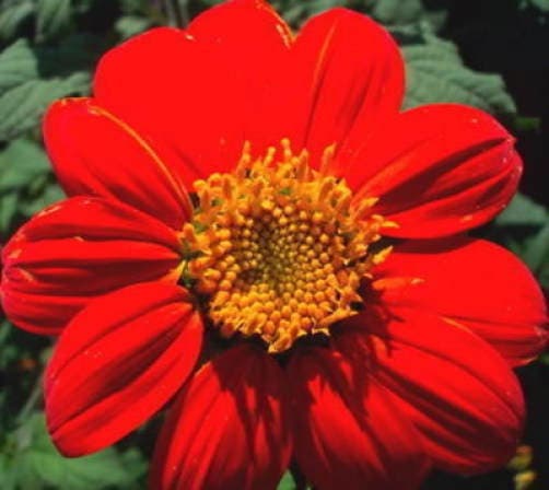 50 RED MEXICAN Torch SUNFLOWER Tithonia Rotundifolia Red Orange Flower Seeds