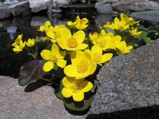 200 Yellow SWAMP MARIGOLD Bidens Aristosa Mutica Flower Seeds