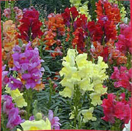 2000 Mixed MOROCCAN TOADFLAX / SNAPDRAGON Linaria Maroccana Flower Seeds