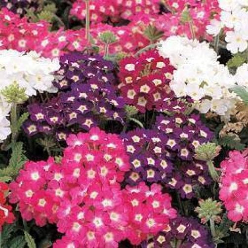 100 MIXED COLORS VERBENA Hortensis Flower Seeds