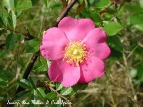 25 PINK SWAMP ROSE Rosa Palustris Flower Shrub Bush ( Average - Wet Soil ) Seeds