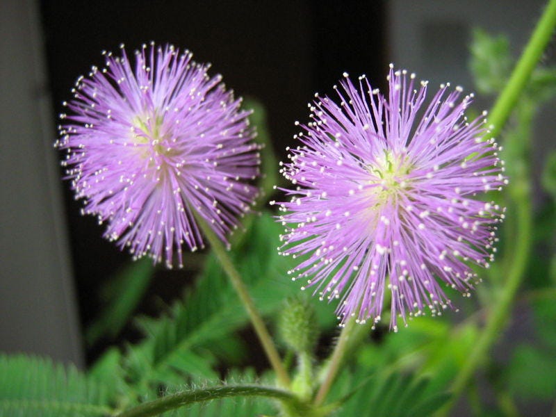 100 MIMOSA / SENSITIVE PLANT / Touch Me Not - Schrankia Uncinata Flower Seeds