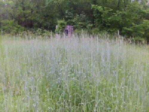 Pane Di Segale Ai Semi Di Girasole - Foto 13