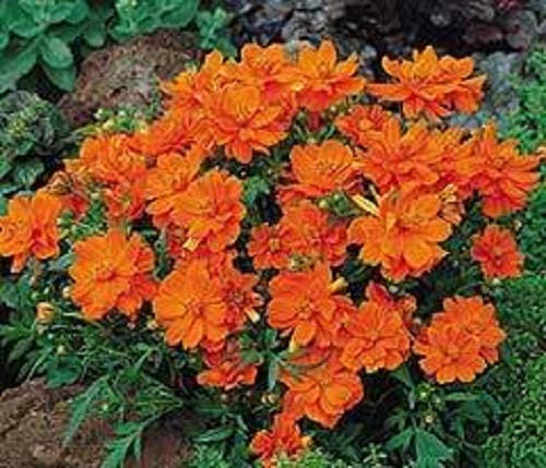 150 ORANGE SULPHUR COSMOS Klondike Sulphureus Seeds