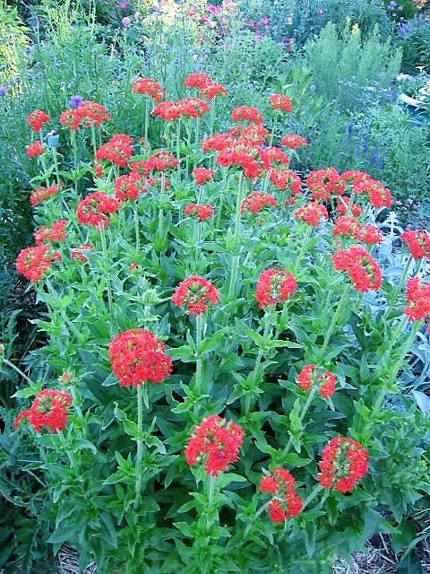 70 RED LYCHNIS Chalcedonica / Rose Campion / Catchfly Flower Seeds