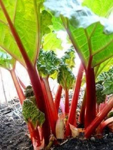 25 VICTORIA RHUBARB aka Pieplant Rheum Rhabarbarum Perennial Fruit Vegetable Seeds