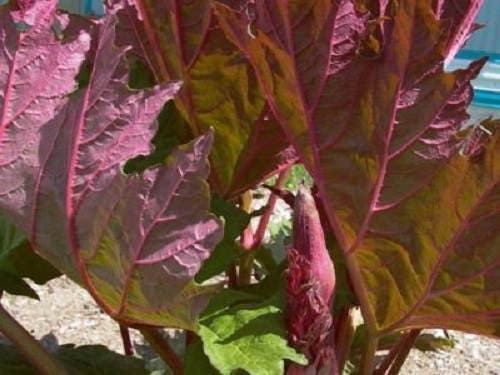 25 VICTORIA RHUBARB aka Pieplant Rheum Rhabarbarum Perennial Fruit Vegetable Seeds