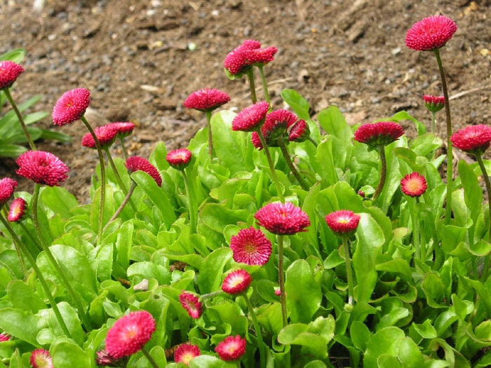 100 RED ENGLISH DAISY Bellis Perennis Double Flower Seeds