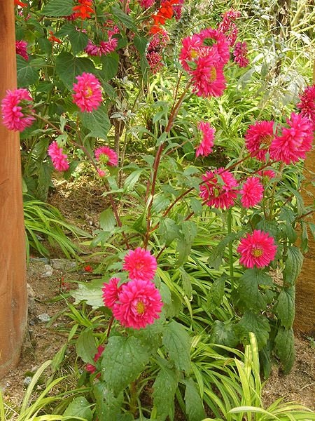 250 Double RED CHINA ASTER Callistephus Chinensis Flower Seeds