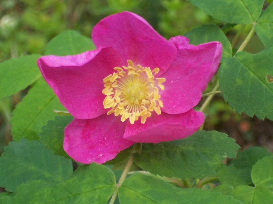 15 PRAIRIE ROSE Bright Pink Arkansas Rosa Arkansana Flower Seeds
