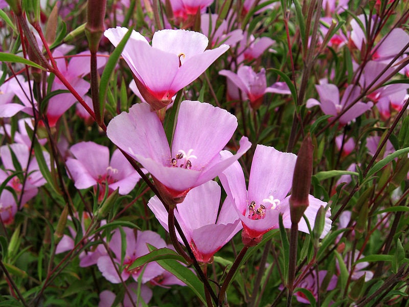 500 Pink FAREWELL TO SPRING Clarkia Elegans Godetia Flower Seeds