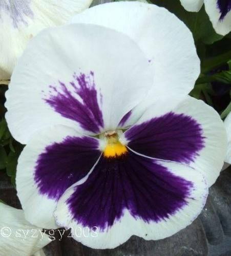 50 WHITE & PURPLE PANSY Swiss Giant Violet Viola Wittrockiana Flower Seeds