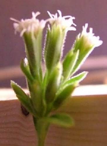 50 STEVIA ( Sweetleaf / Sweet Leaf / Sugarleaf ) Stevia Rebaudiana Sugar Flower Herb Seeds