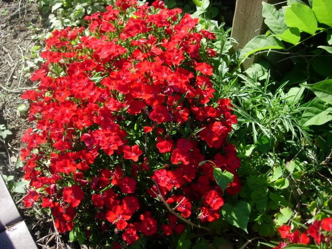 100 RED CARDINAL DIANTHUS Caryophyllaceae Flower Seeds