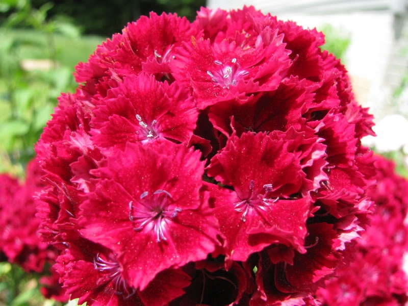 100 RED CARDINAL DIANTHUS Caryophyllaceae Flower Seeds