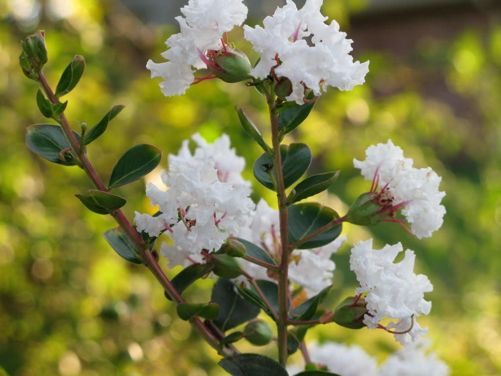 35 WHITE CREPE MYRTLE Lagerstroemia Indica Flowering Shrub Bush Small Tree Seeds