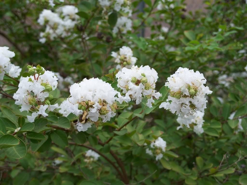 35 WHITE CREPE MYRTLE Lagerstroemia Indica Flowering Shrub Bush Small Tree Seeds