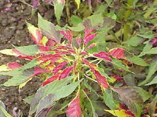 150 TRICOLOR AMARANTHUS PERFECTA Summer Poinsettia Amaranth Flower Seeds