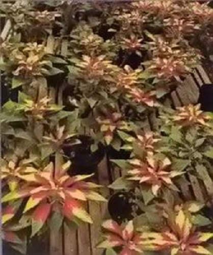 150 TRICOLOR AMARANTHUS PERFECTA Summer Poinsettia Amaranth Flower Seeds