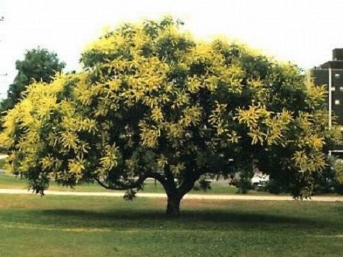 10 GOLDEN RAIN TREE Goldenrain Koelreuteria Paniculata Yellow Flower Seeds