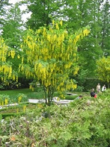 10 GOLDEN RAIN TREE Goldenrain Koelreuteria Paniculata Yellow Flower Seeds