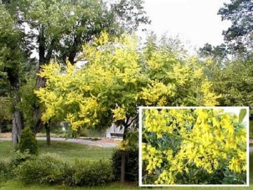 10 GOLDEN RAIN TREE Goldenrain Koelreuteria Paniculata Yellow Flower Seeds