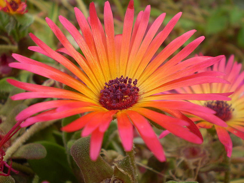200 MIXED Colors ICE PLANT ( Mesembryanthemum Daisy / Livingstone Daisy ) Dorotheanthus Bellidiformis Flower Seeds