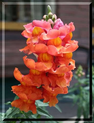 2000 SNAPDRAGON CORONA MIX Antirrhinum Majus Flower Seeds