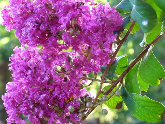 35 LILAC Light Purple CREPE MYRTLE Lagerstroemia Indica Flowering Shrub Bush Small Tree Seeds