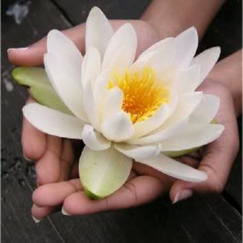 10 WHITE WATER LILY / Lily Pad / Sacred Asian Water Lotus Nymphaea Ampla Flower Seeds