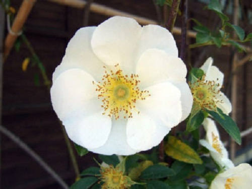 10 WHITE JAPANESE ROSE Rosa Rugosa Alba Bush Rugosa Rose Flower Seeds