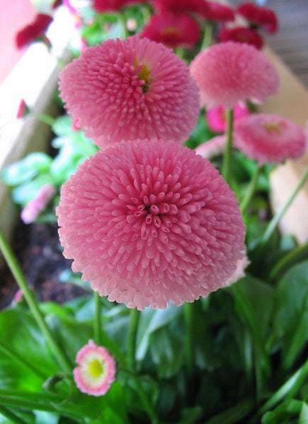 100 PINK ENGLISH DAISY Bellis Perennis Tasso Pink Double Flower Seeds