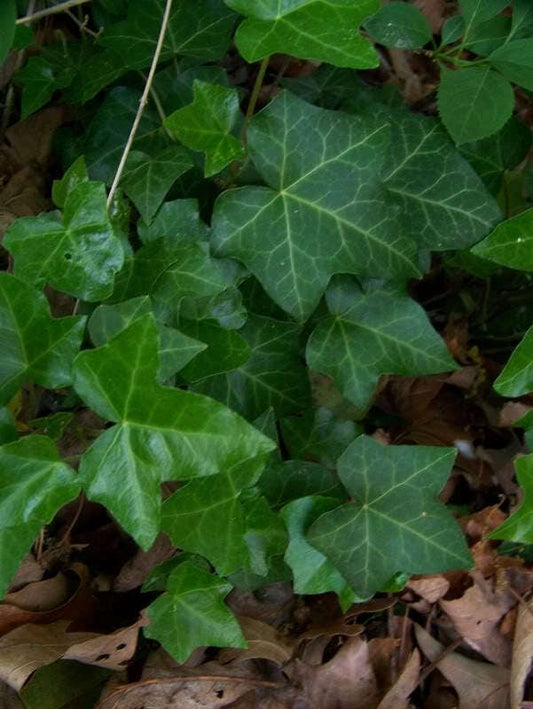 10 BOSTON IVY ( Bostonian Ivy / Wall Ivy ) Parthenocissus Tricuspidata Veitchii Vine Flower Seeds