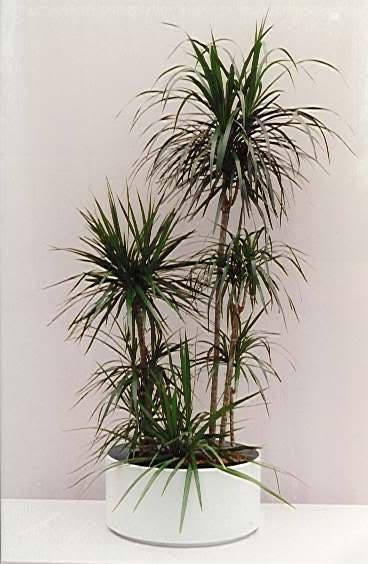 25 BLUE DRACAENA ( Spikes / Broad Leaved Cabbage Tree / Mountain Cabbage ) Cordyline Indivisa Flower Seeds