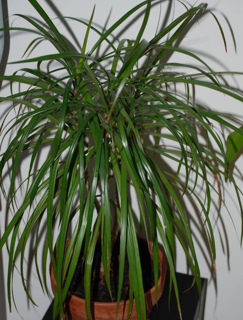 25 BLUE DRACAENA ( Spikes / Broad Leaved Cabbage Tree / Mountain Cabbage ) Cordyline Indivisa Flower Seeds