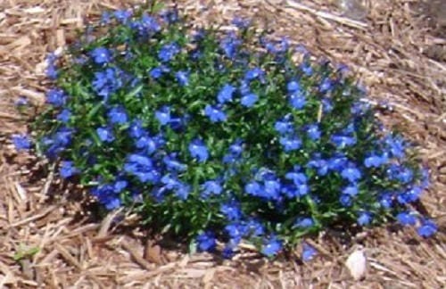 200 BLUE SAPPHIRE LOBELIA Erinus Trailing for Planters or Groundcover Flower Seeds
