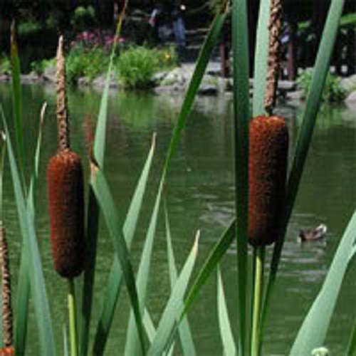 50 CATTAILS Cat Tails Typha Latifolia Water Pond Grass Flower Seeds