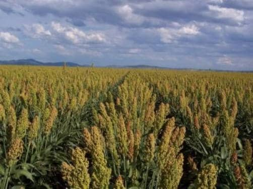 50 MENNONITE SORGHUM Sugar Cane Sorghum Bicolor Grain Vegetable Seeds