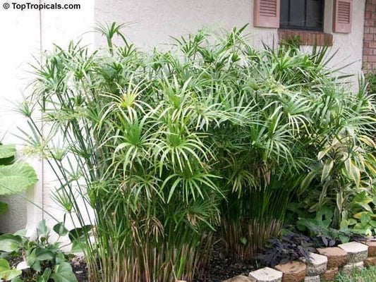 50 UMBRELLA PLANT CYPERUS Alternifolius Papyrus Grass Umbrella Palm Flower Seeds